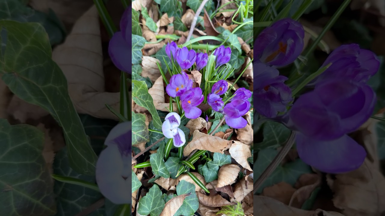 #wiosna2025 #wiosna #ogr&oacute;d #ogrody #ogr&oacute;dek #krokusy #krokus