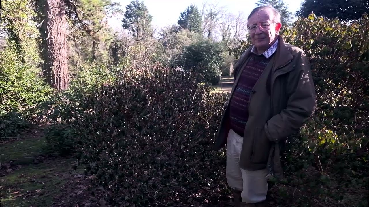The effects of last summer’s drought on rhododendrons and what can be done to repair the damage