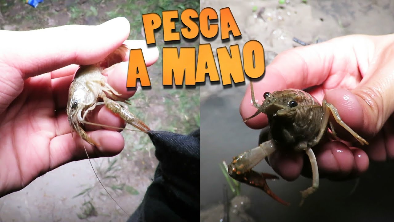 PESCANDO CANGREJOS CON LAS MANOS (TRIPLE J IN THE HOUSE)- Dororock