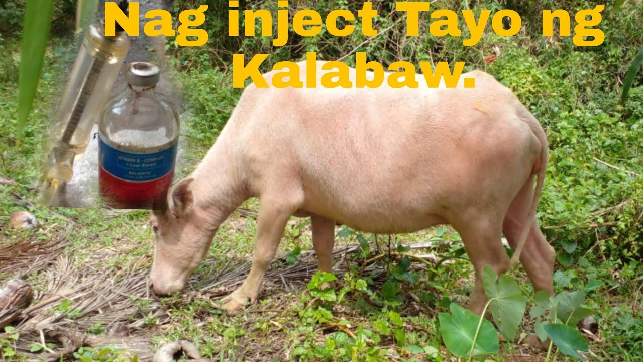 PAANO Ang Pag inject ng Kalabaw.Vlog#148#paginject ng kalabaw#organic #pongsetras #dragonfruit