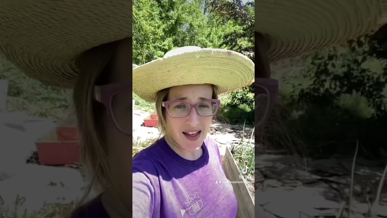 Squash Bug Control WITHOUT Chemicals #homestead #garden #shorts