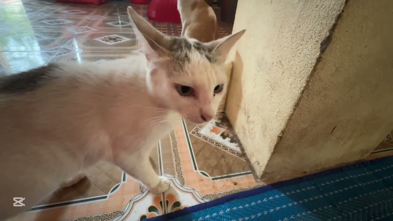 lovelyanimals Kitten Puppy Hamster Babbit Parrot Iguana