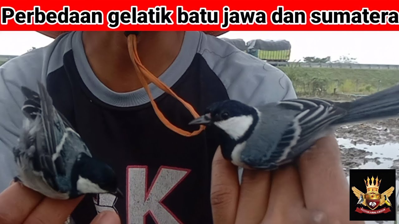 PERBEDAAN GELATIK BATU JAWA DAN SUMATERA