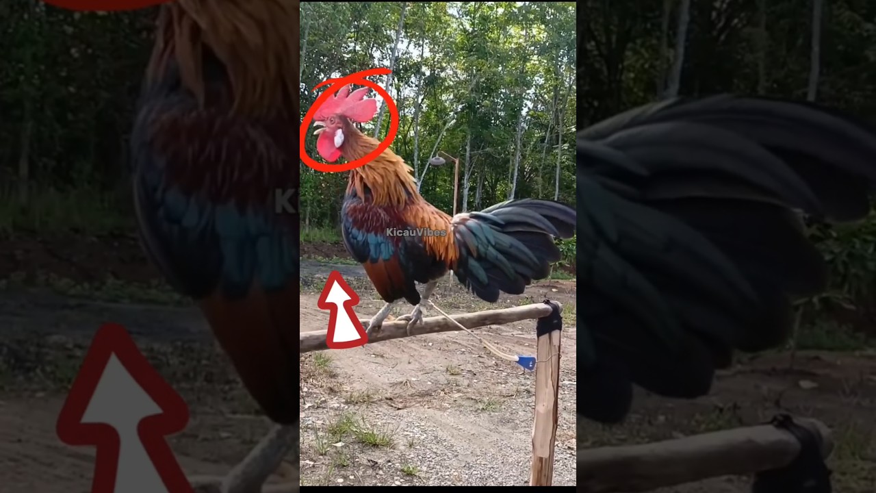 Pancingan suara ayam hutan pikat super ampuh #ayam #ayamhutan #rooster #trending