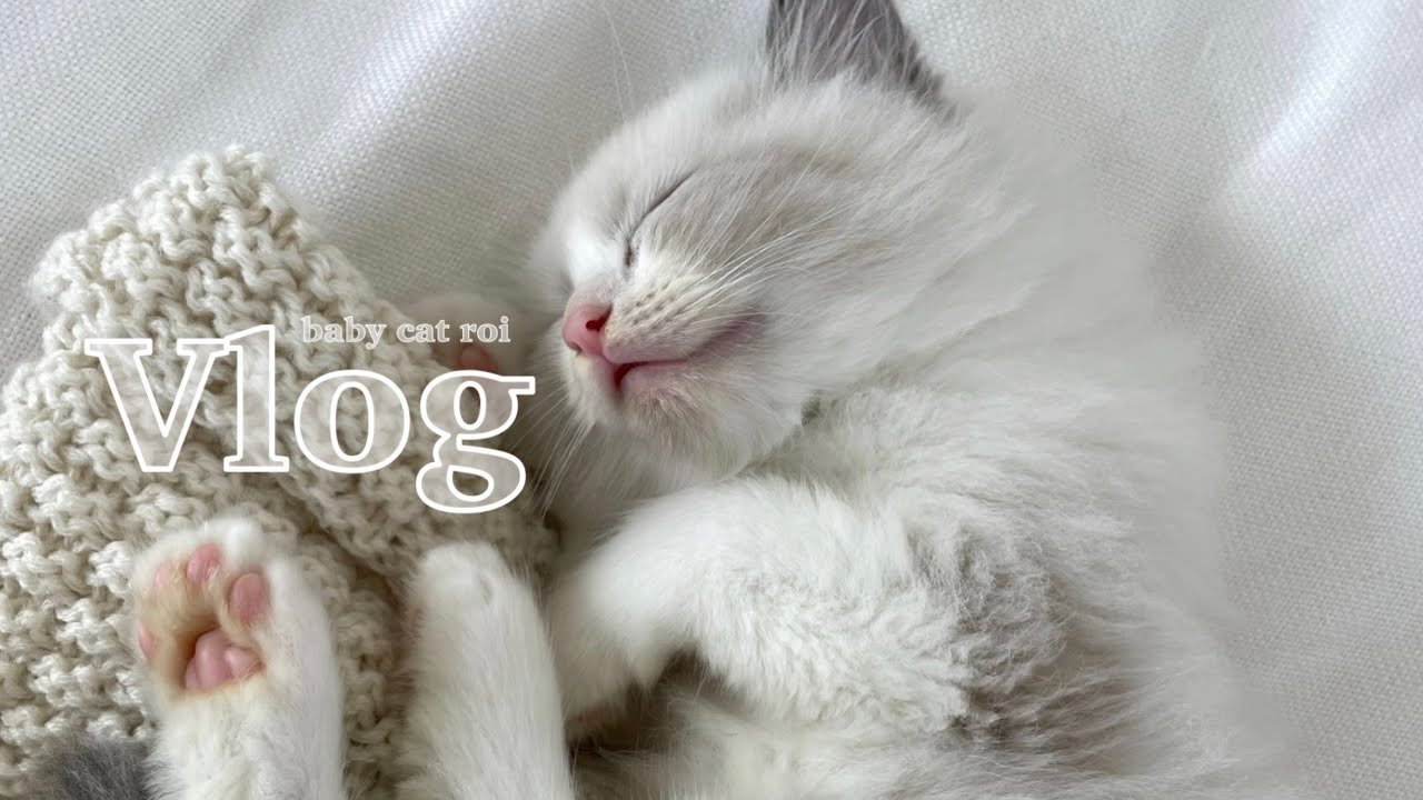 [yetto vlog]  한순간에 바뀌어버린 나의 일상🤍 / 고양이 용품 택배 언박싱📦 | 인테리어는 무슨…유치원이 된 우리집🤦🏻‍♀️ 넌 행복하니~?🐈‍⬛