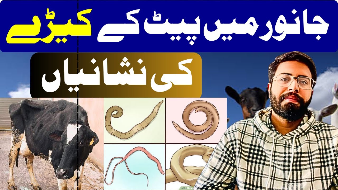 جانور میں پیٹ کے کیڑوں کی نشانیاں | Signs of Stomach Worms in Animals
