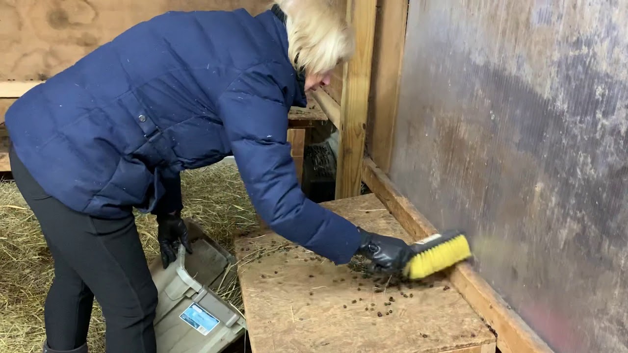 Goats: feeding and barn cleaning