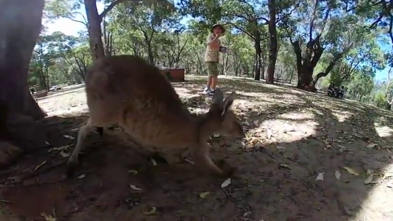 Serpentine Park with Kangaroo. 360&deg; video.