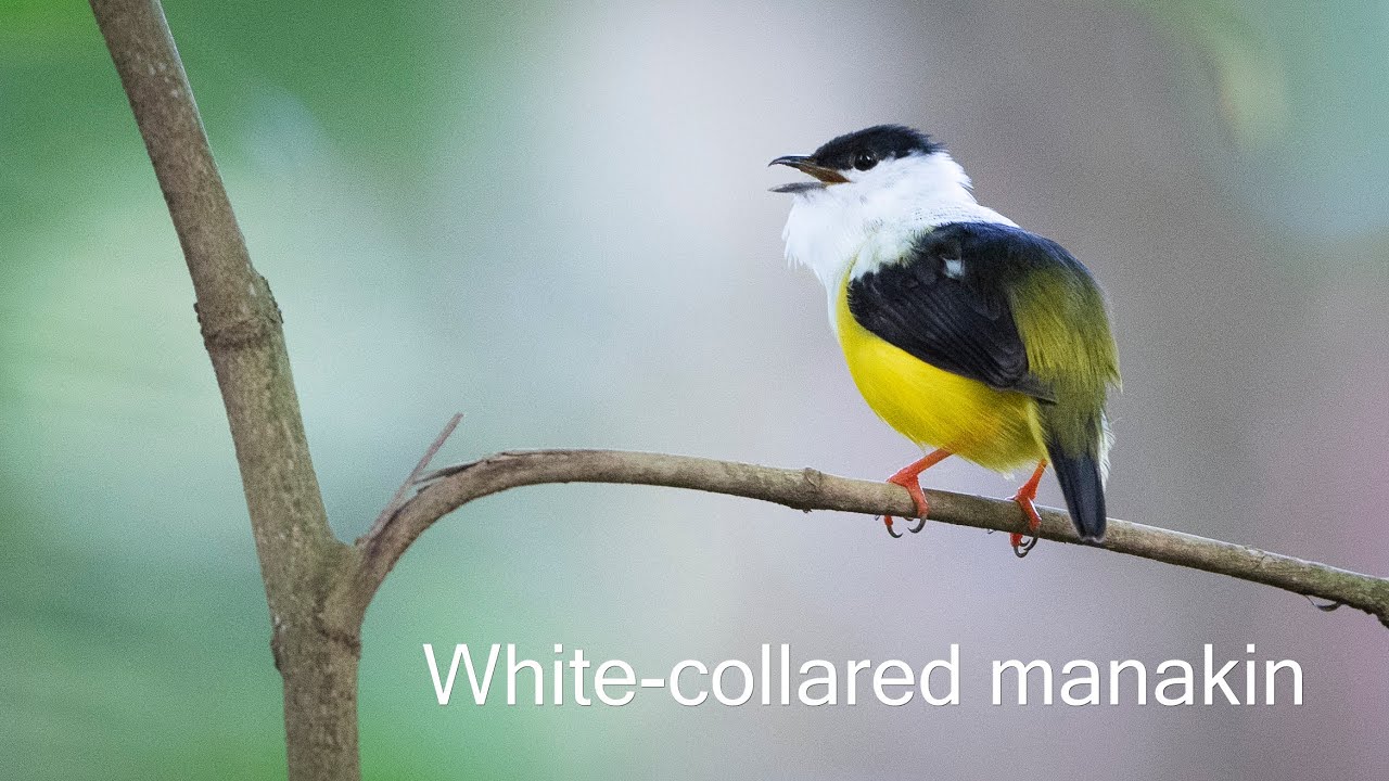 White-collared manakin