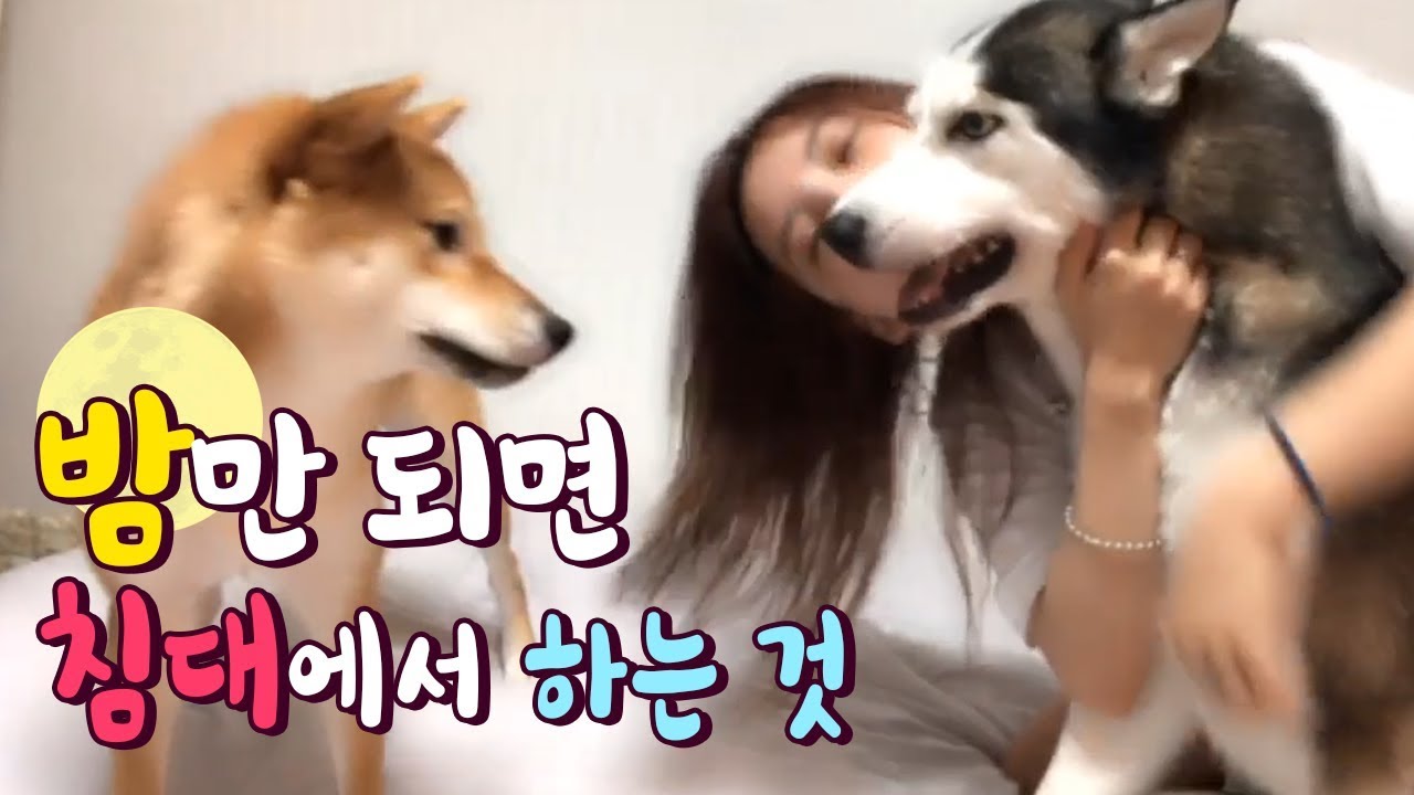 밤만 되면 침대에서 난리법석 [시베리안허스키(Siberian husky,シベリアンハスキー), 시바견(Shibainu,柴犬) 좀비로 변신]/애교쟁이/타투/꿍찌
