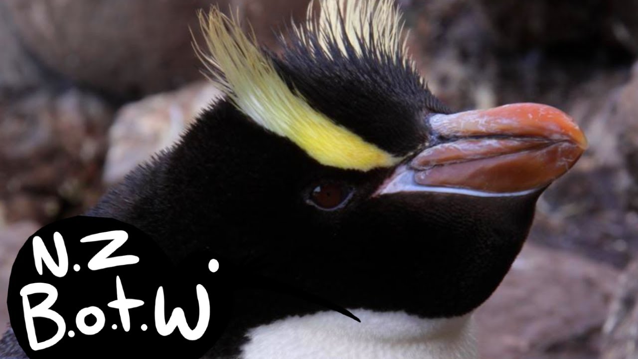 Erect-crested penguin - New Zealand Bird of the Week