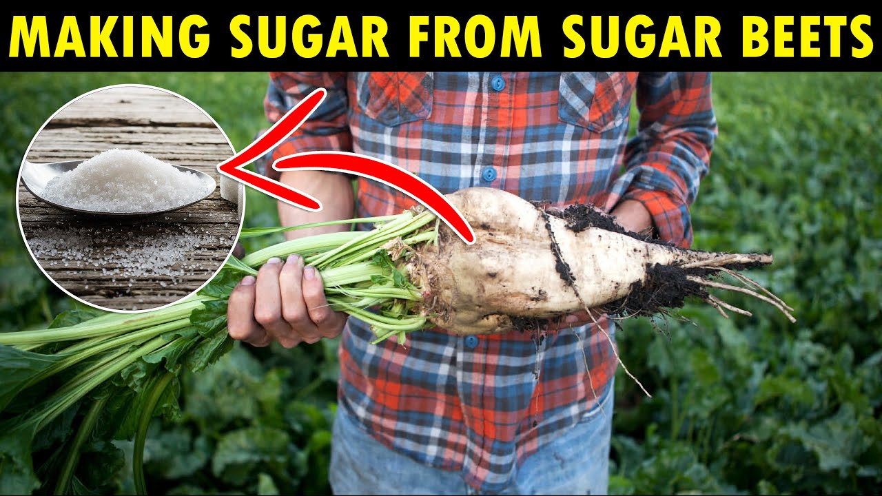 How SUGAR is Made | Sugar Beets Farming, Harvesting & Processing | Making Beets into Sugar