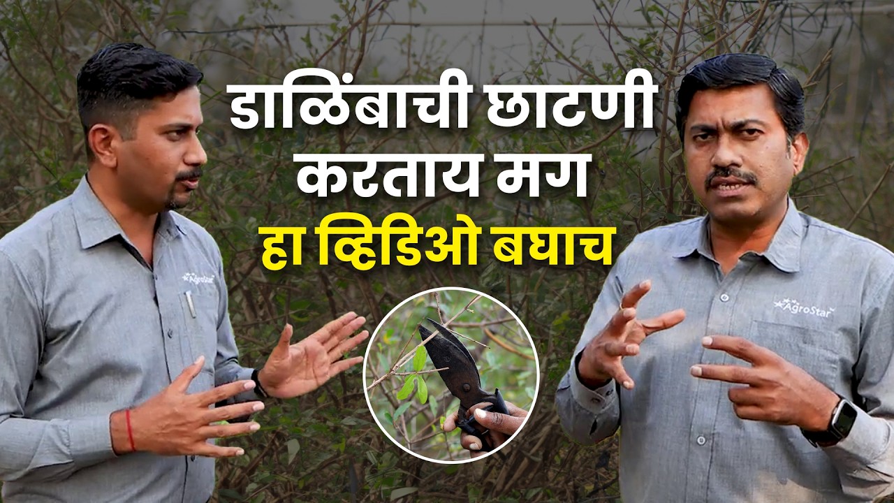 Dalimb छाटणी | मादीकळी आणि फळासाठी योग्य छाटणी | डाळिंब लागवड | Dalimb Sheti | AgroStar