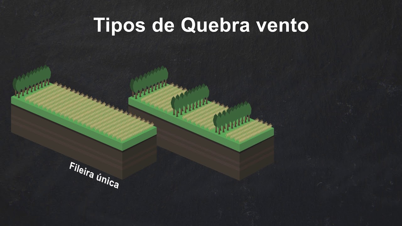 Agrologia - Quebra ventos