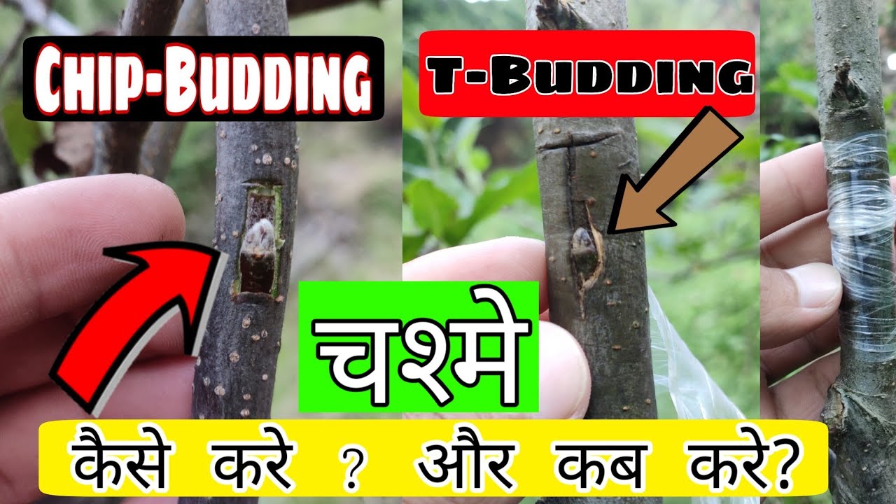 How To Graft a Apple Tree by T-Budding & Chip Budding (Grafting) चश्मे 🍎 | Apple Tree Graft कैसे करे
