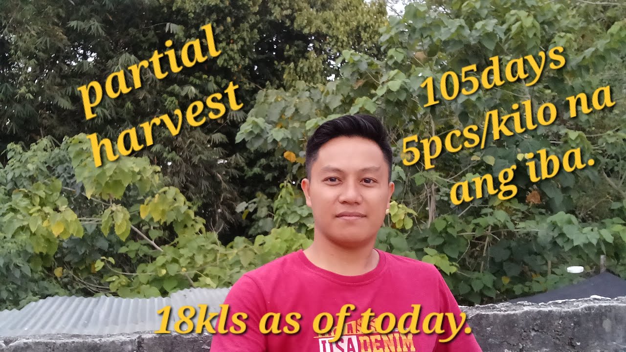 Partial harvest sa 105 days old tilapia sa biofloc pond