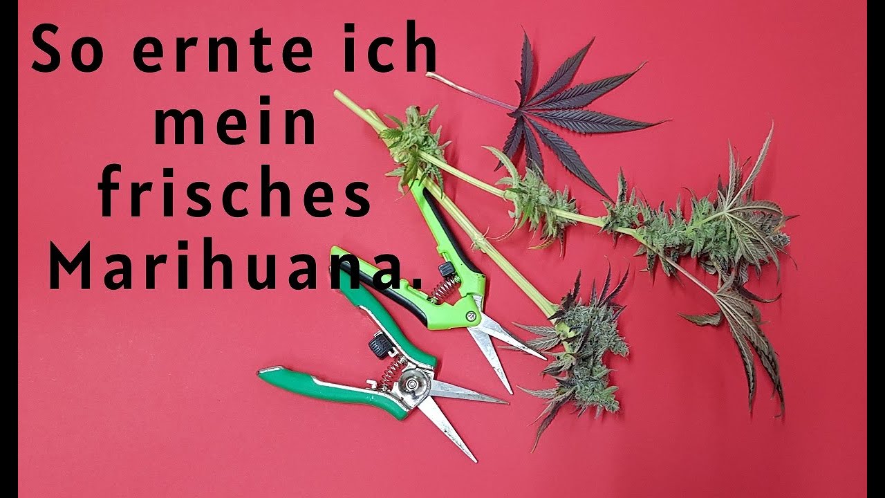 So ernte ich mein frisches Cannabis.