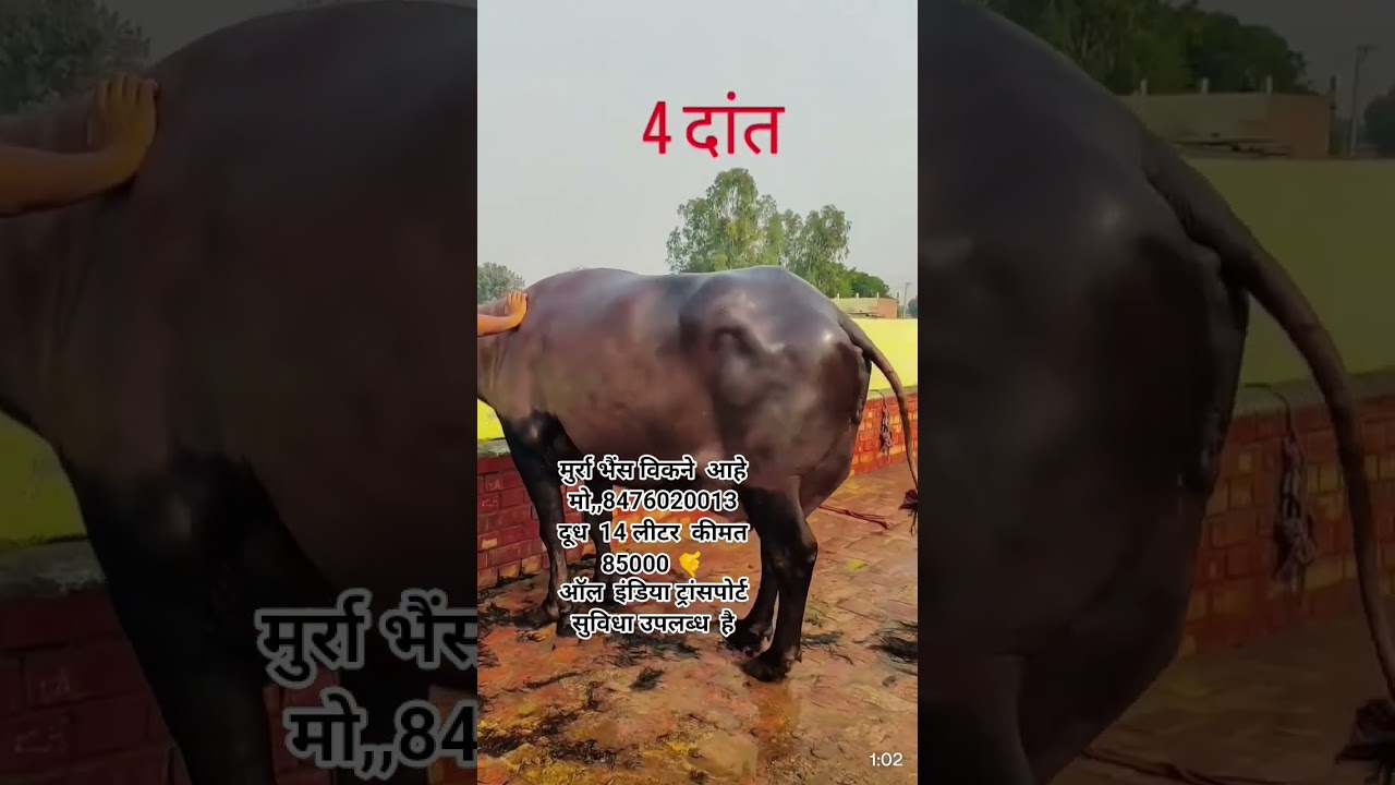 murra buffalo for sale📞8476020013 #murrah #buffalo #gujarat #punjab #dairyfarm #viral #video #shorts