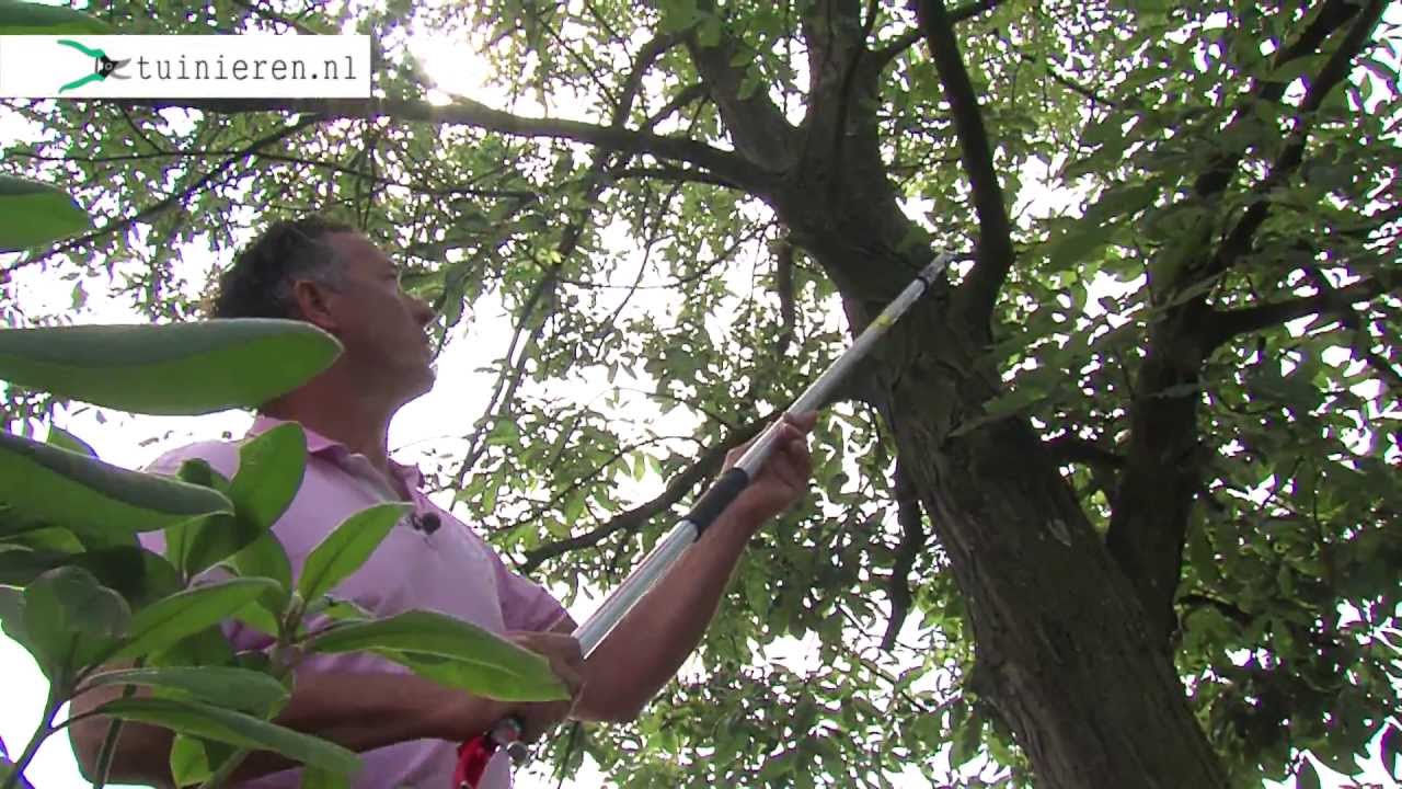 Boom snoeien: hoe snoei je bomen? - Tuinieren.nl