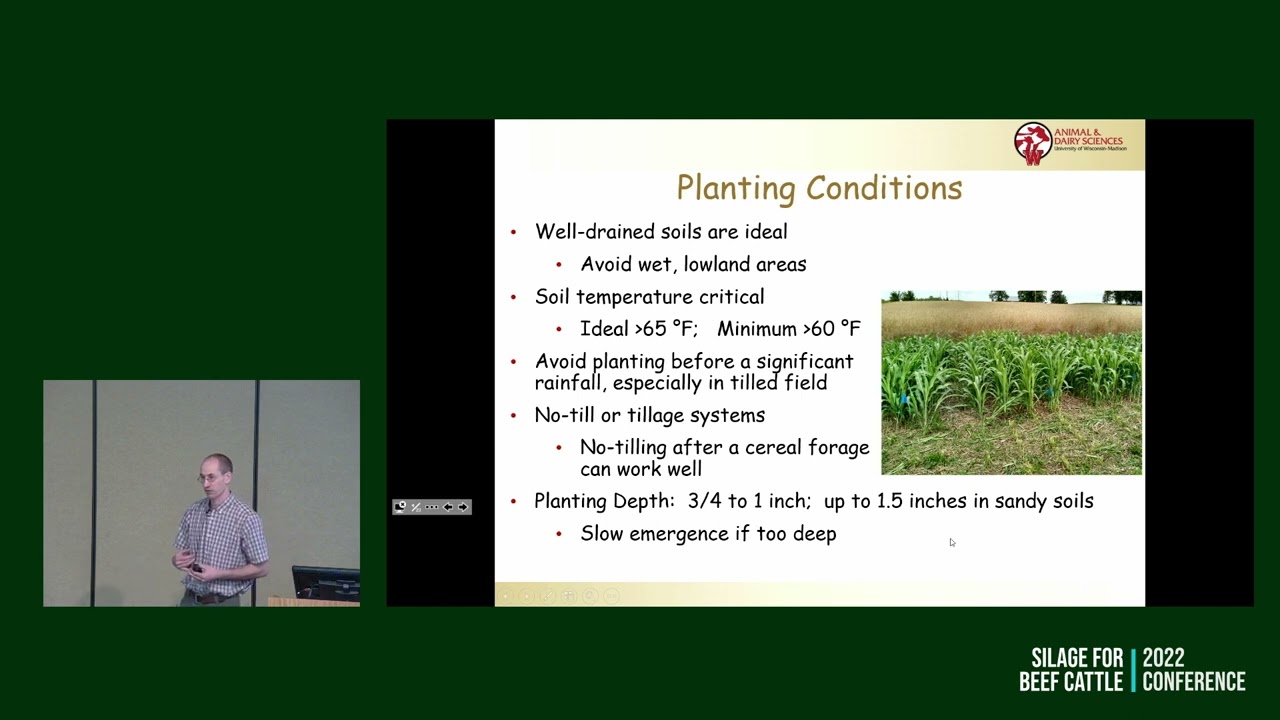 Growing sorghum for silage