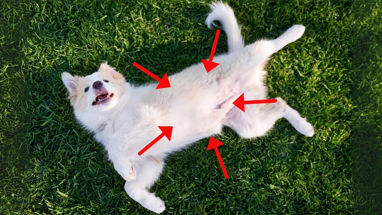 Shocking: The Real Reason Your Dog Shows You Their Belly