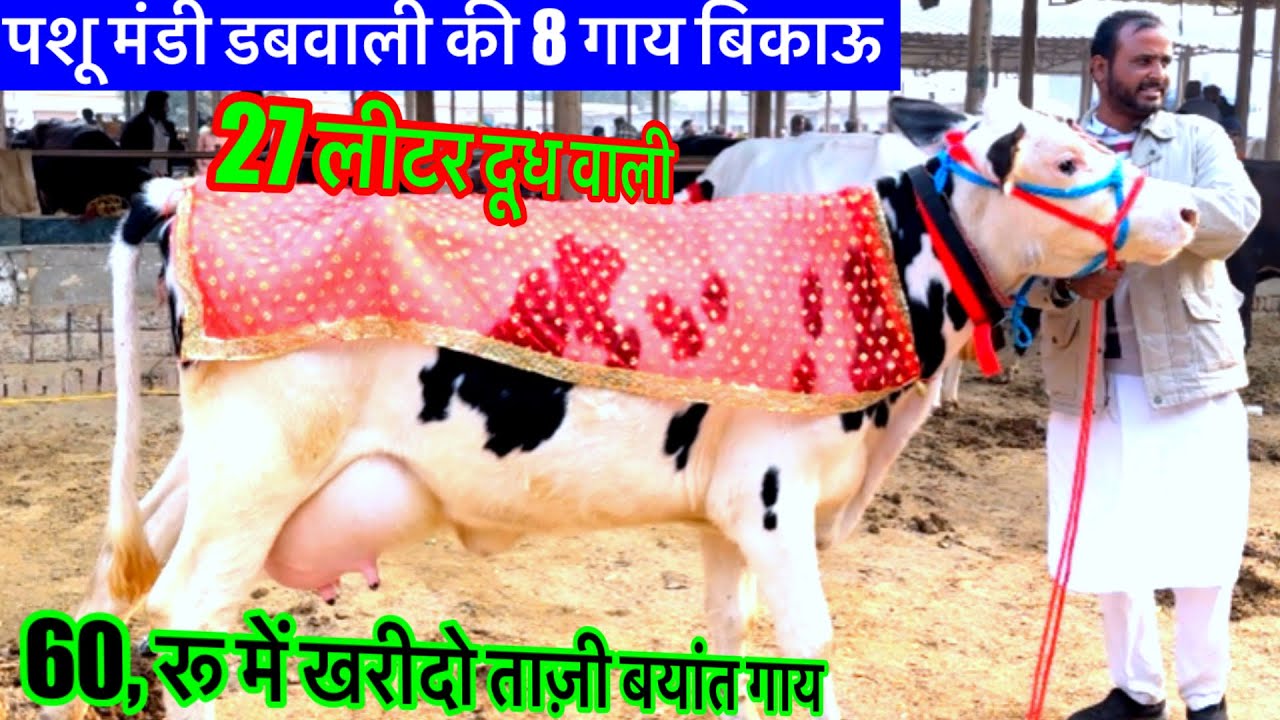 22/12/24 पशू मंडी डबवाली की 27 लीटर दूध वाली 5 गाय बिकाऊ 60,000 के दाम शुरुआत ​⁠@Farmtalk