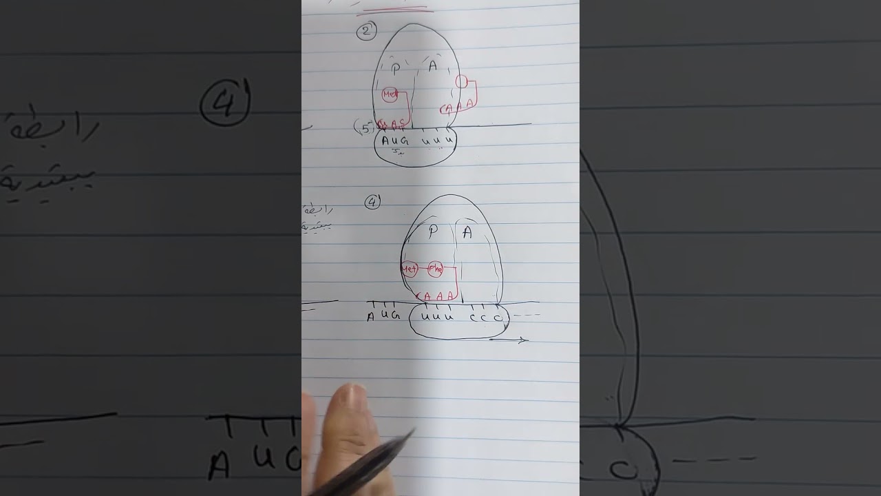 تخليق البروتين