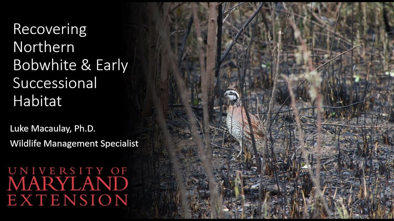 Recovering Northern Bobwhite & Early Successional Habitat - Luke Macaulay