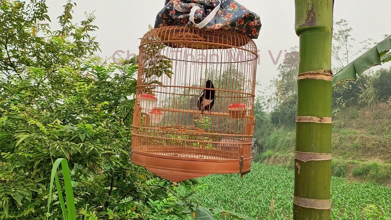Chích choè than bổi lên 3 vụ hót xoè | Choè than hót kích đấu căng lửa | Choè Than Mái Vip