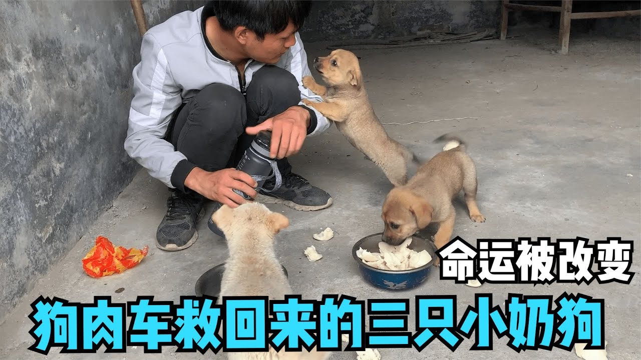 狗肉車救回來的三隻小奶狗，知道自己獲救了，開心的不得了