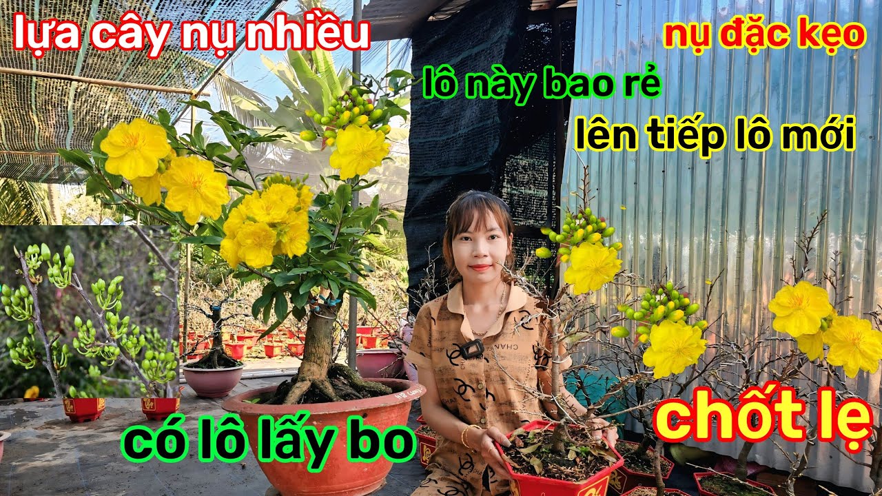 🌲3/2☎️vườn mai Kim Nở☎️mai ghép chơi tết🌲lên lô mới🌲tuyển lô nhiều nụ🌲bao ship tặng chậu 