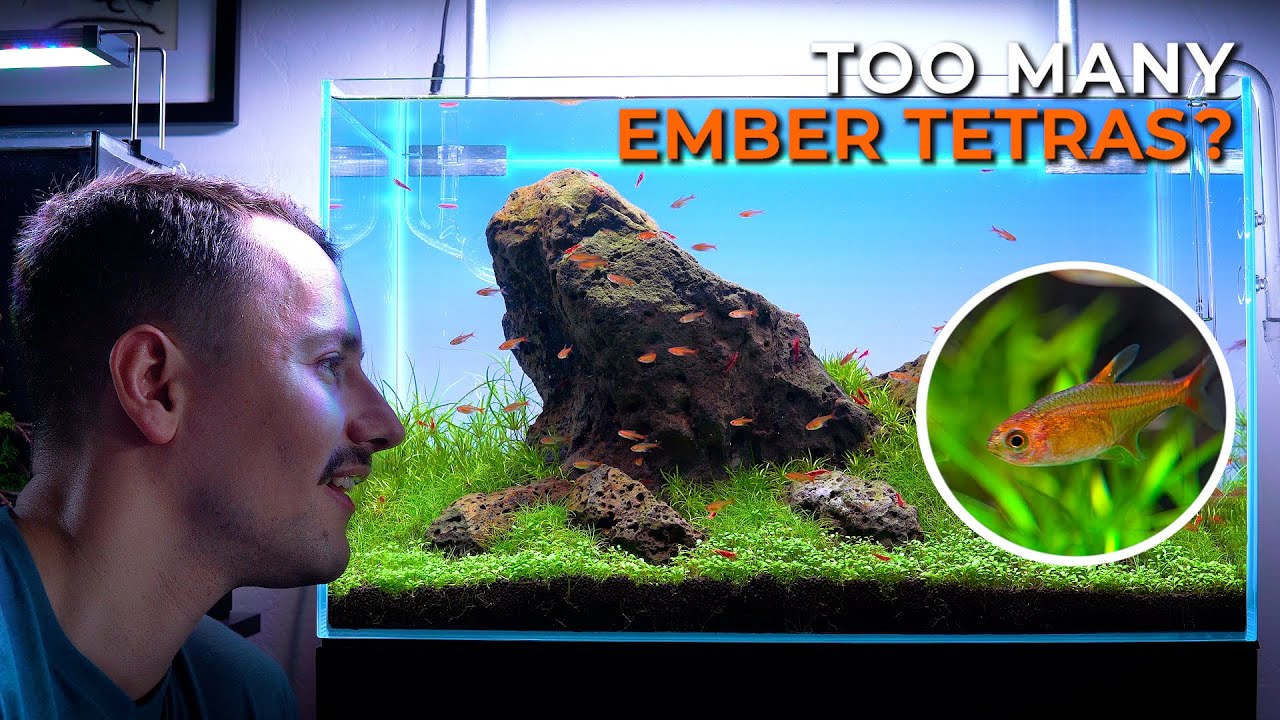 Adding 30 Ember Tetras to My Aquarium!