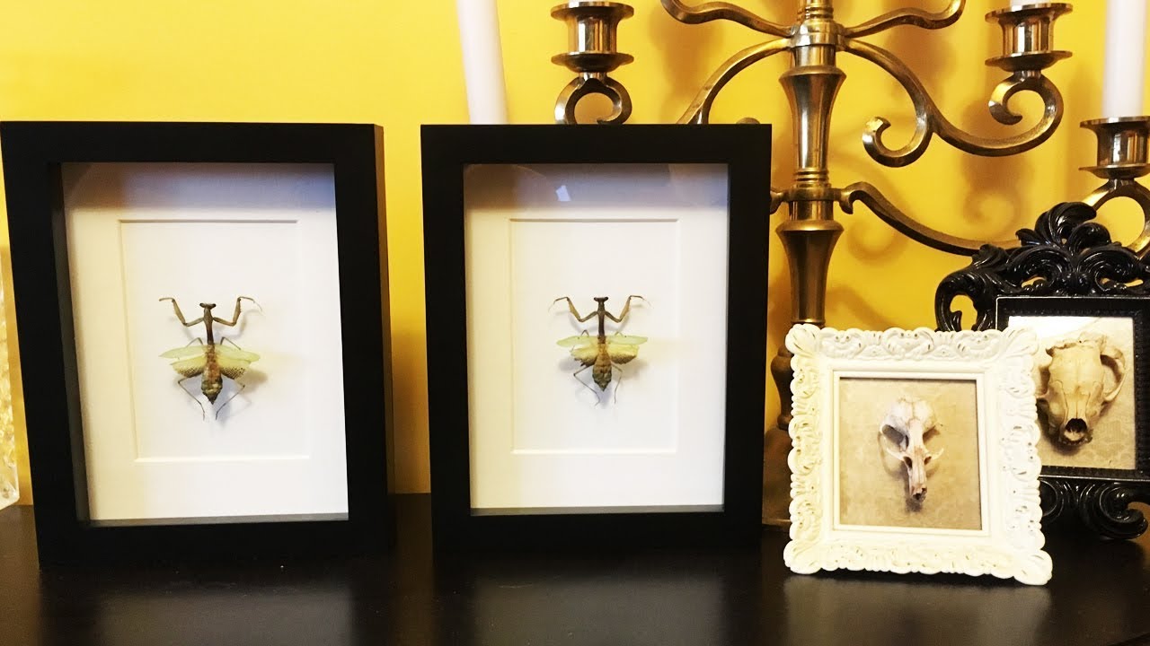 How to Frame Praying Mantis