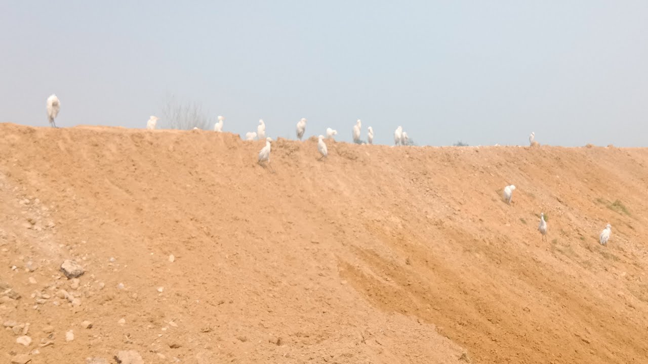 की भाई कौन कौन हंस का पाटीदार देखा है अगर जो दिखा है वह कमेंट करें जो नहीं दिखाओ अभीकमेंट करें