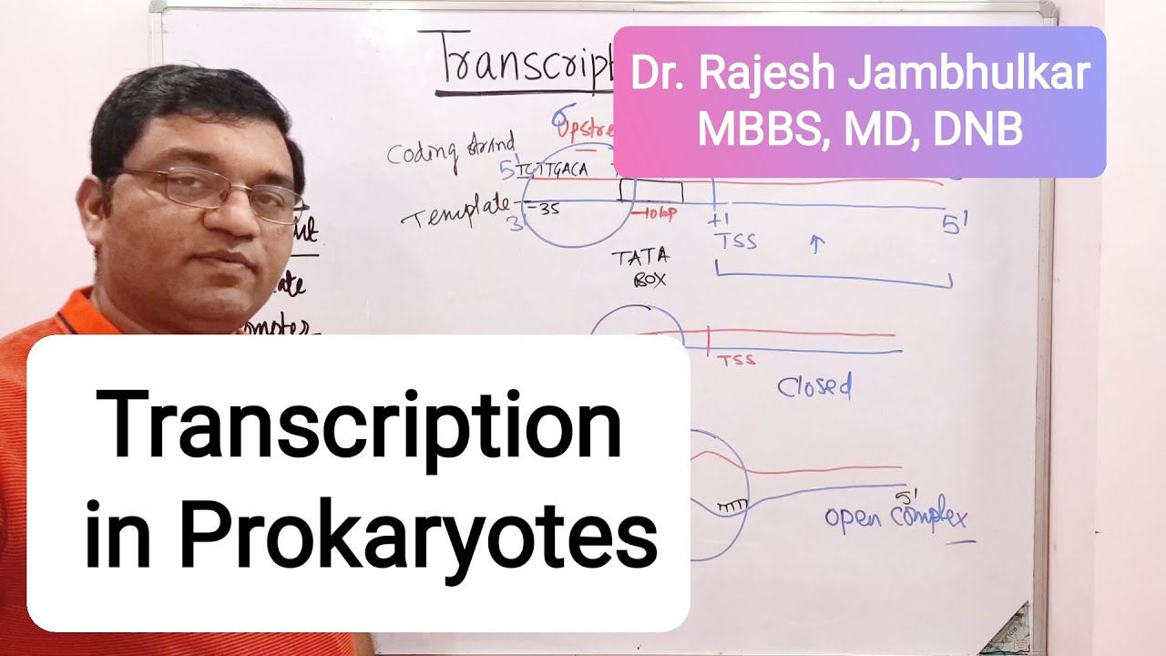 3. Transcription in Prokaryotes (New)