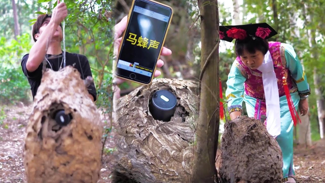 Brother Gui stole Rong Mama's abalone and used a hornet's nest to prevent her from tracking!