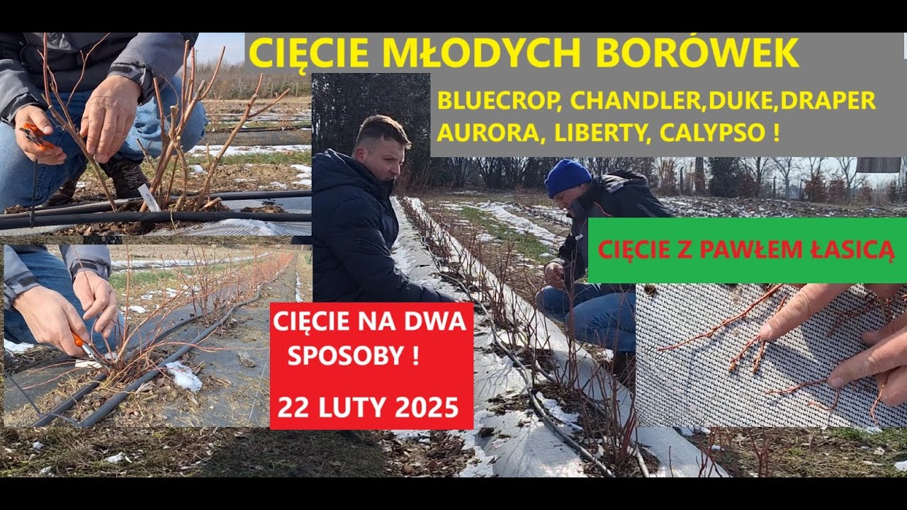 Два способа обрезки голубики. Демонстрация обрезки после посадки! 7 сортов! Обрезка с Павлом Ласи...