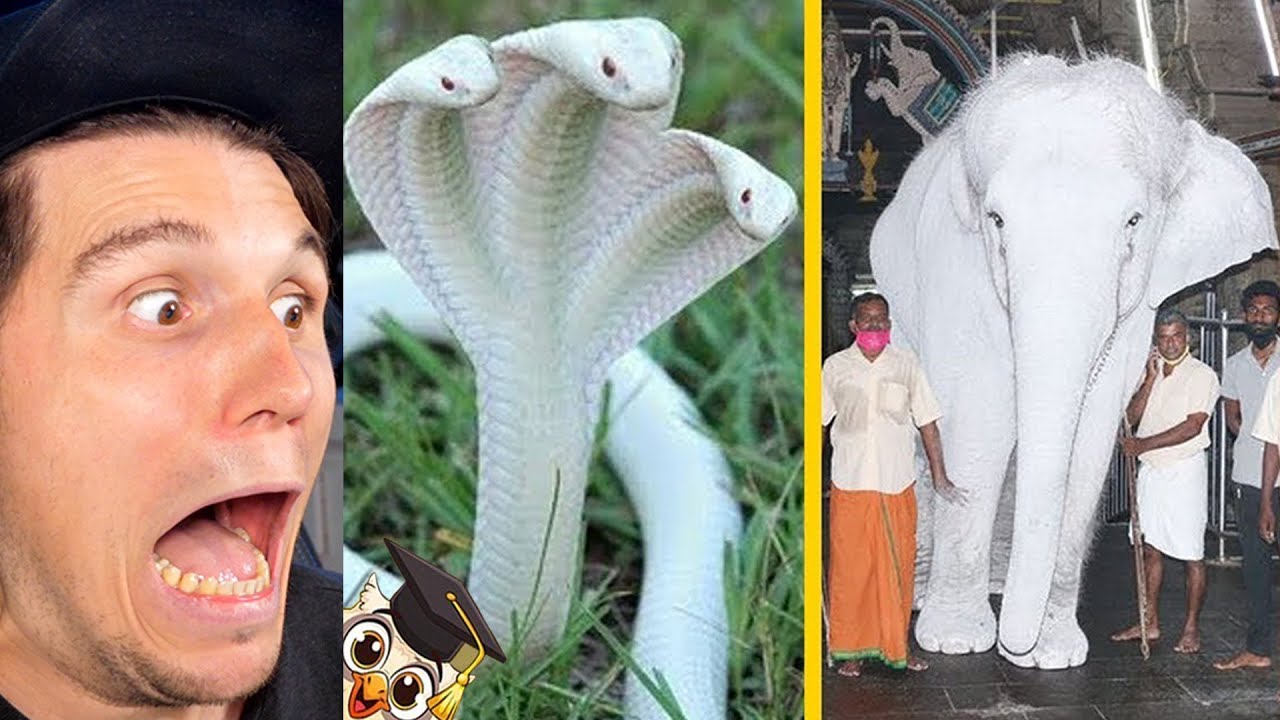Paluten REAGIERT auf 35 Albino-Tiere, die nur einmal gesehen wurden