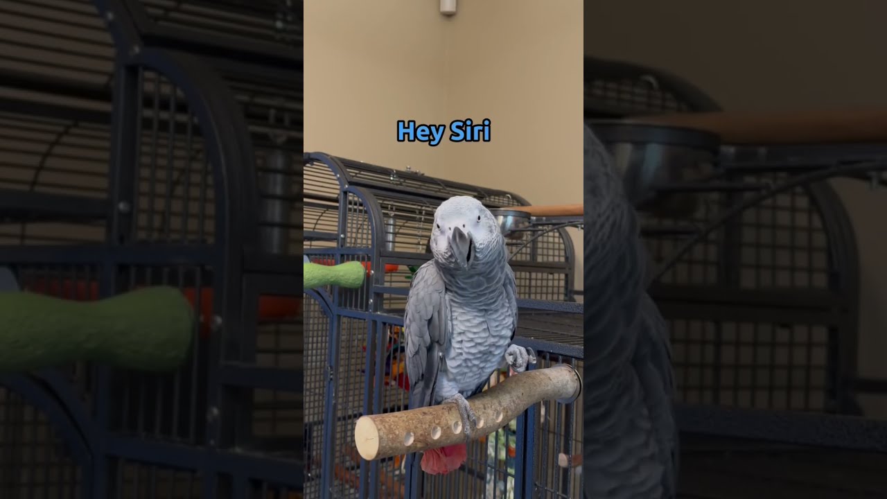 Giz tried to cheat and use Siri 😂 but came through in the end #talkingparrot #talkingbirds #shorts