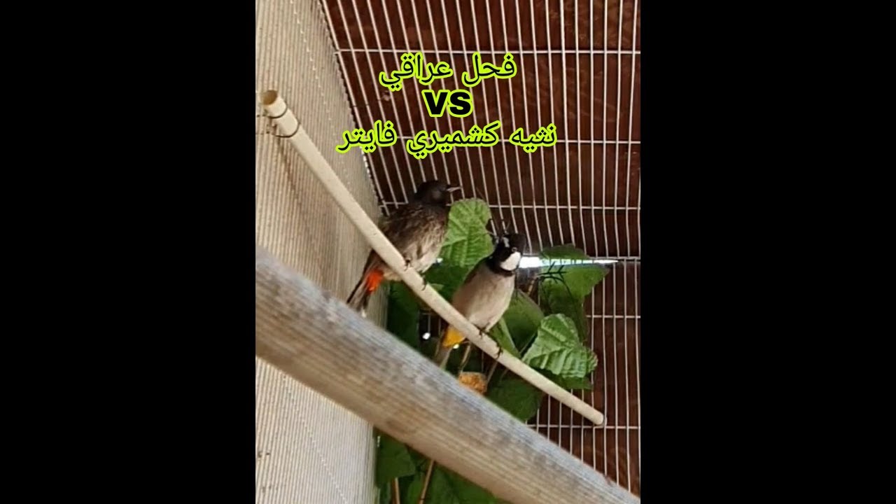 دمج ذكر أبيض الخديين VS أنثى كشميري فايتر قفص التكاثر رقم 5 ألاخير