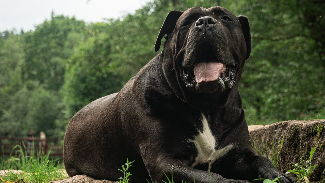 Cane Corso Luna is live!