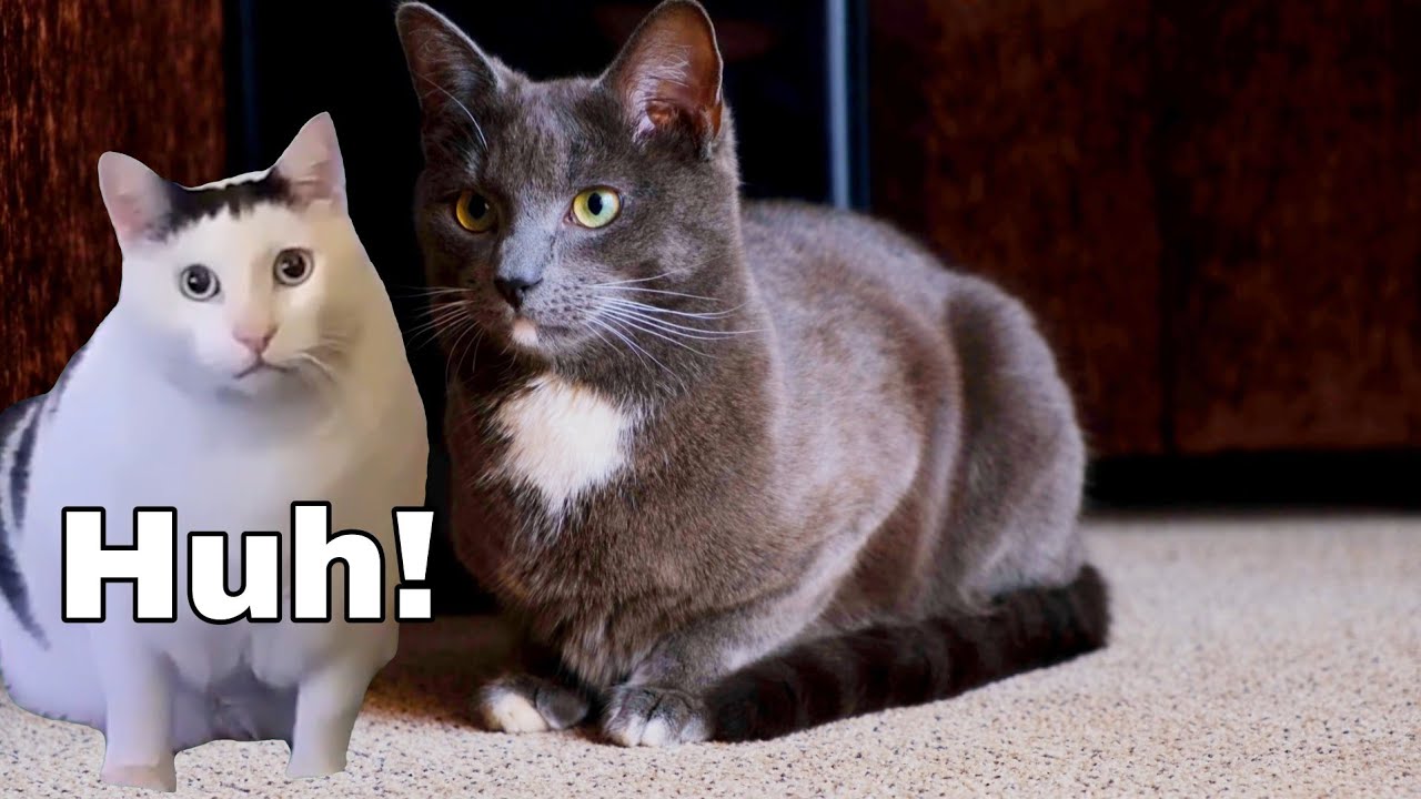 Huh cat #huhcat