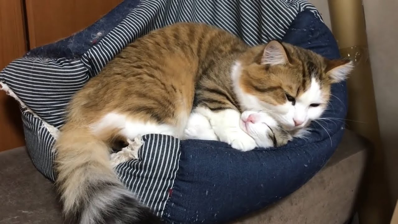 奪われたら違う所を奪う豆大福がかわいい