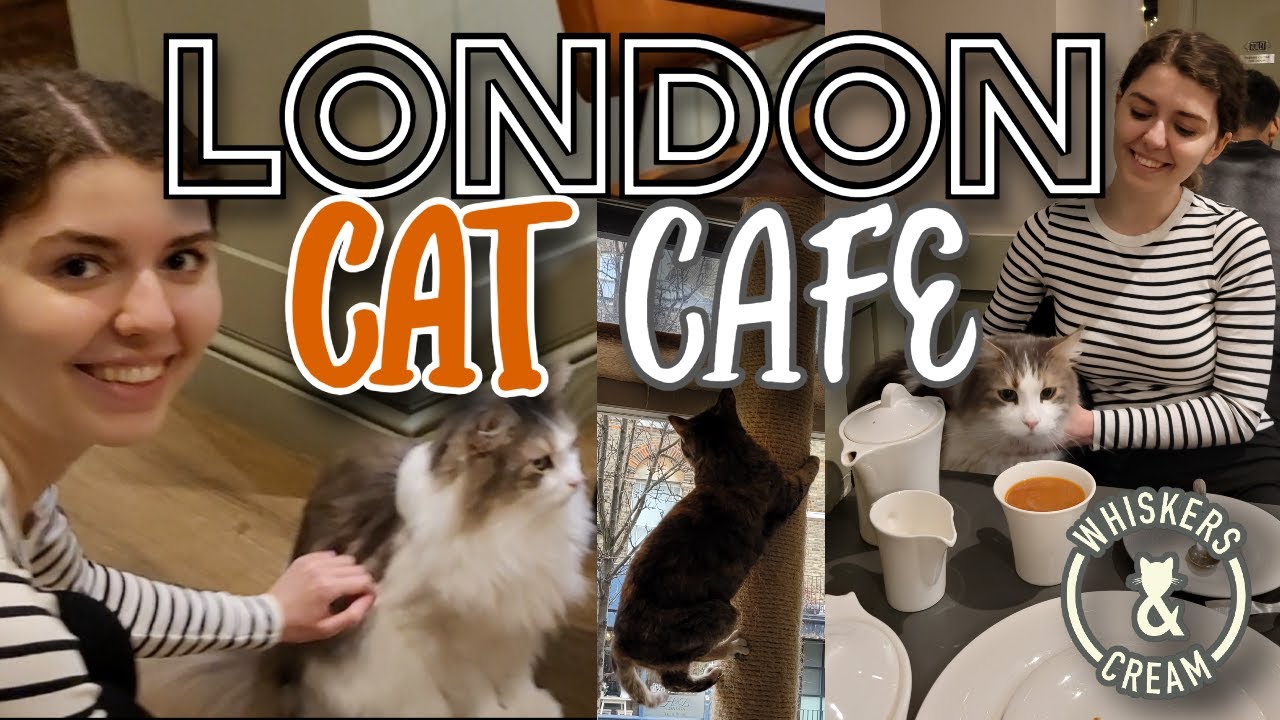 LONDON CAT CAFE - Vlog, Allergies, Review - Whiskers & Cream