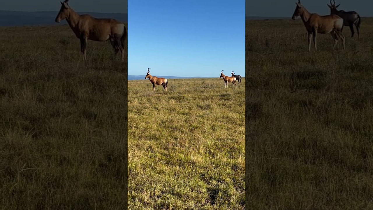 Blesbok or Blesbuck. 
