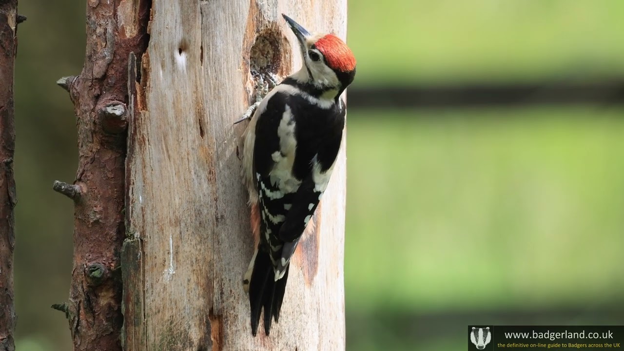 Watching a Great Spotted Woodpecker at the Clough Head bird hide in Lancashire