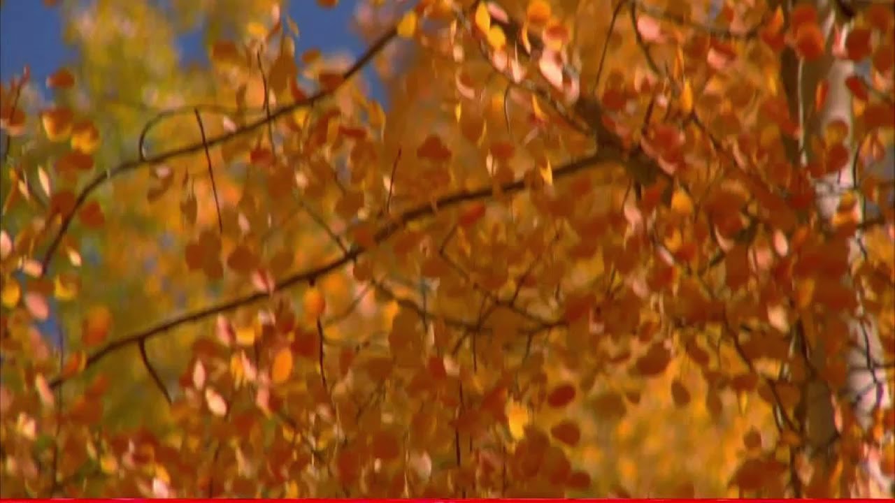 Bruno Di Pietro legge Giorgio Caproni: 