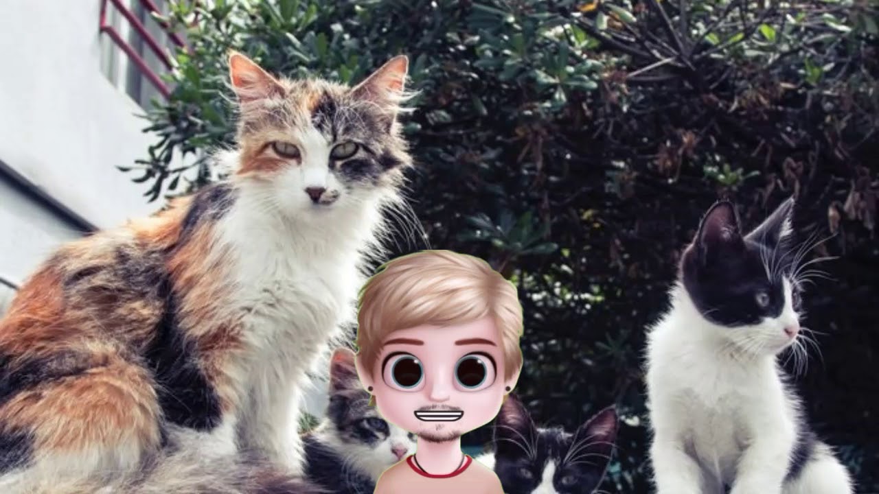 Sonhar com gato, Sonhar com gatos e suas cores vários significado do sonho