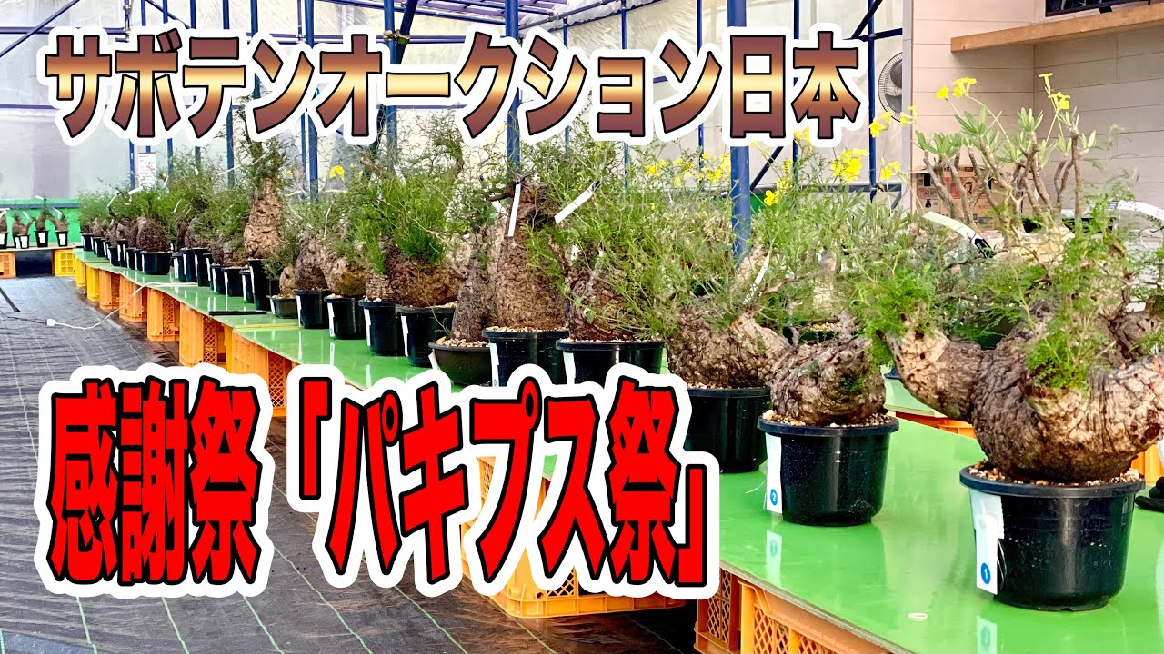 『塊根植物/コーデックス』サボテンオークション日本　感謝祭「パキプス祭」