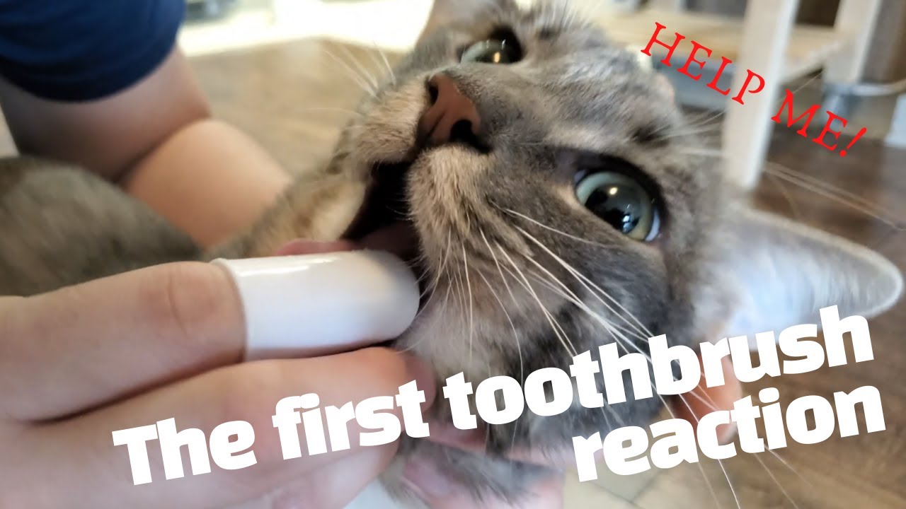 My cats' first time brushing their teeth!